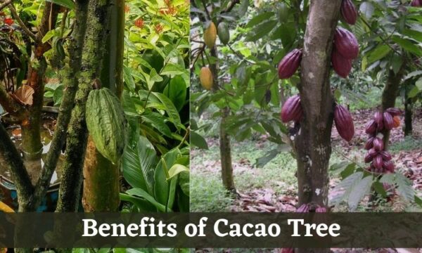 Complete Information About Cacao Tree & Their Type, Benefits, and Facts