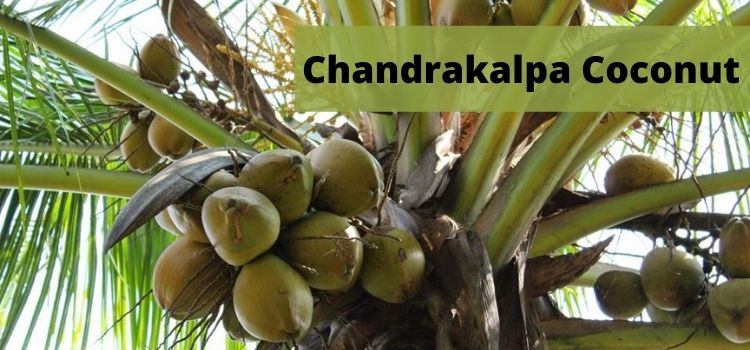 Chandrakalpa Coconut Tree
