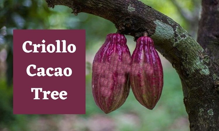 Criollo Cacao Tree