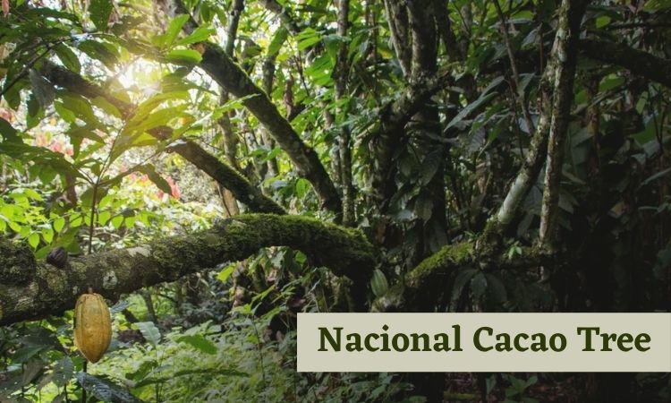 Nacional Cacao Tree