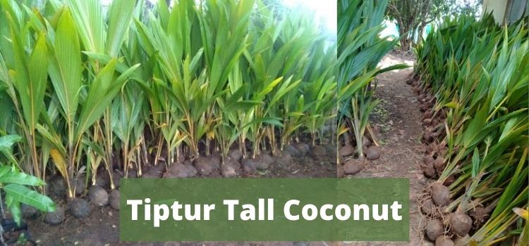 Tiptur Tall Coconut