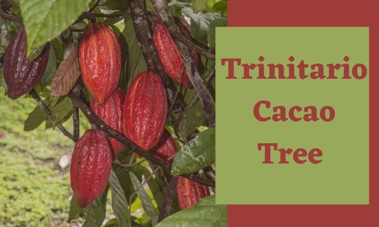 Trinitario Cacao Tree