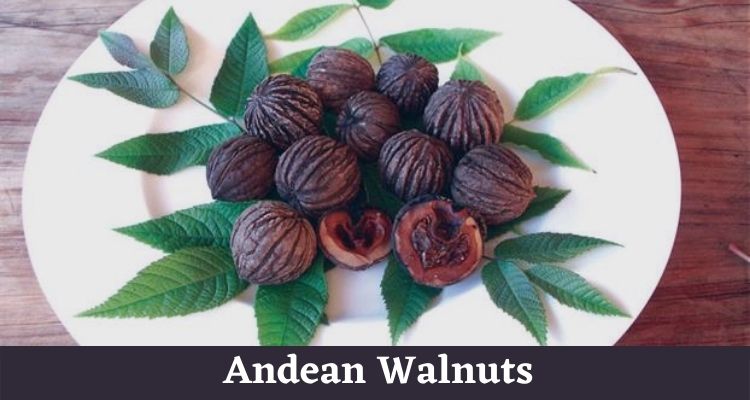 Andean Walnuts