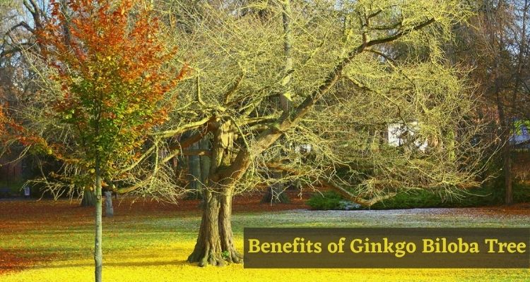 Benefits of Ginkgo Biloba Tree