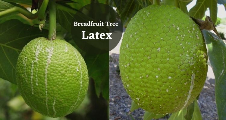 Breadfruit Tree Latex
