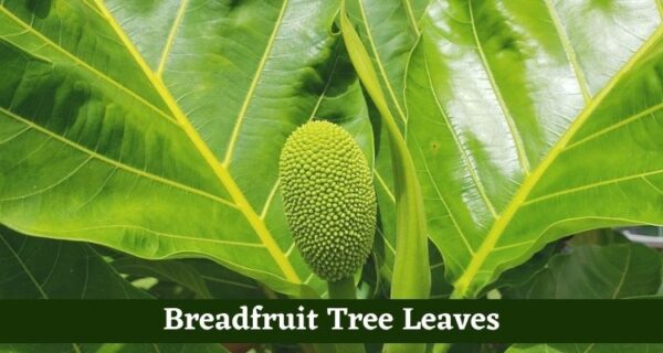 Get Information About Breadfruit Tree & Their Facts, Types, and Benefits