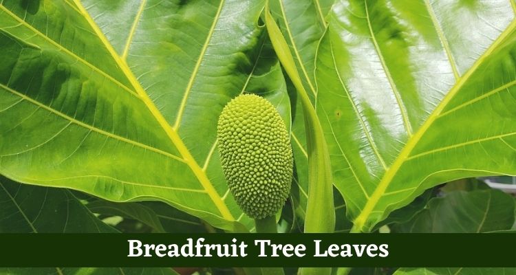Breadfruit Tree Leaves