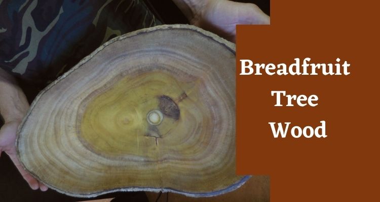 Breadfruit Tree Wood