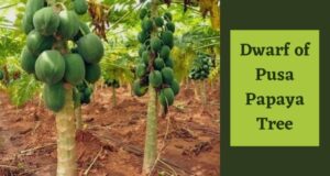Papaya Tree & Their Types, Health Benefits of Papaya Leaves and Seeds