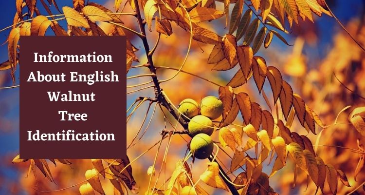 Information About English Walnut Tree Identification