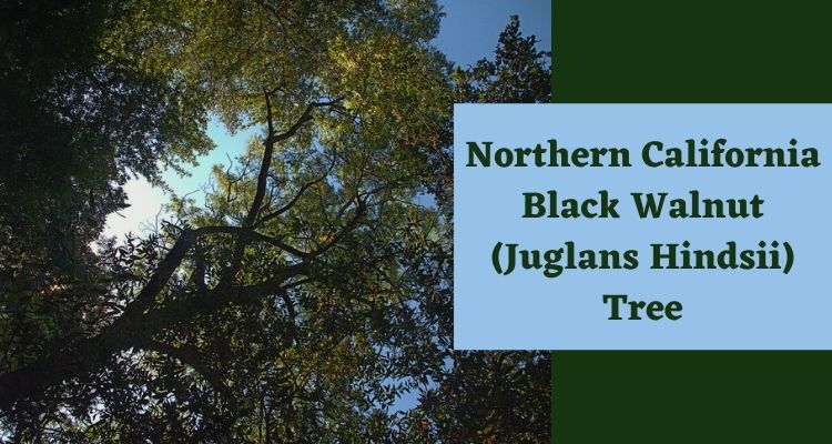 Northern California Black Walnut (Juglans Hindsii) Tree