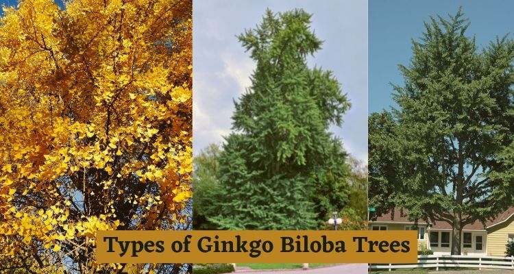 Types of Ginkgo Biloba Trees