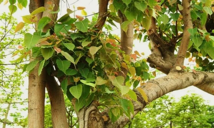 lifespan of Peepal Tree