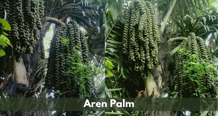 Aren Palm