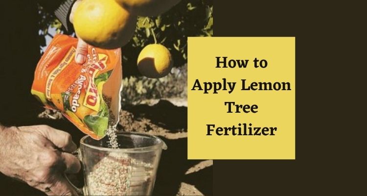 How to Apply Lemon Tree Fertilizer