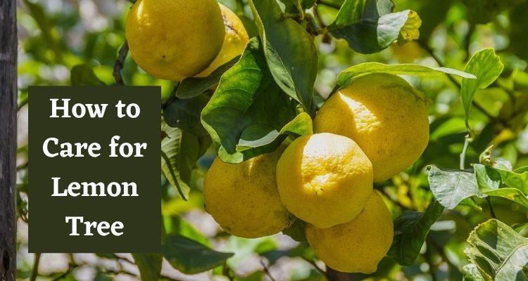 How to Care for Lemon Tree