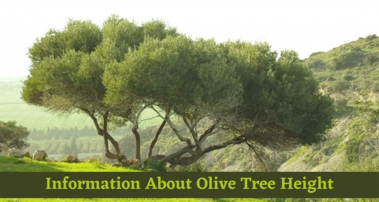 Information About Olive Tree Height