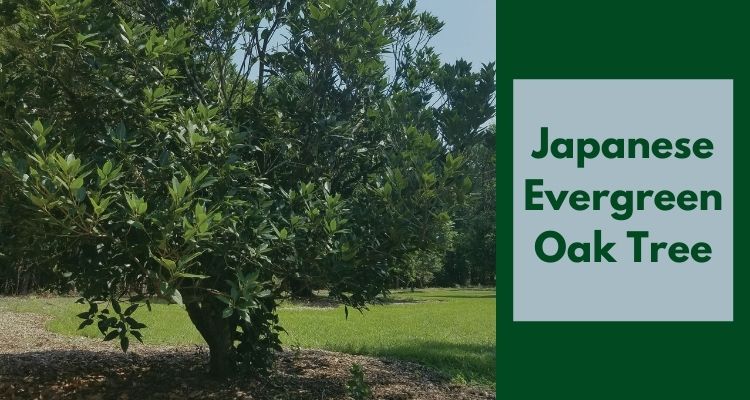 Japanese Evergreen Oak Tree