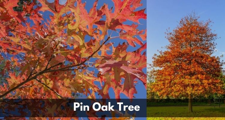 Pin Oak Tree