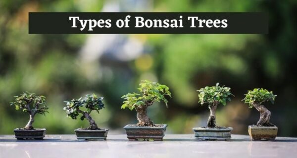 Get Complete Information About Bonsai Tree & Their Types, and Seeds