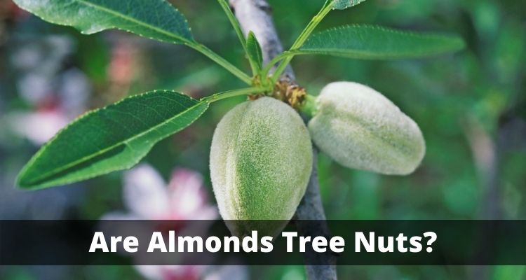 Are Almonds Tree Nuts