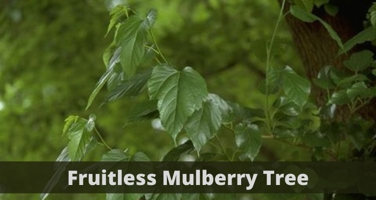 Fruitless Mulberry Tree