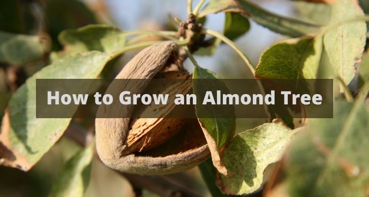 How to Grow an Almond Tree