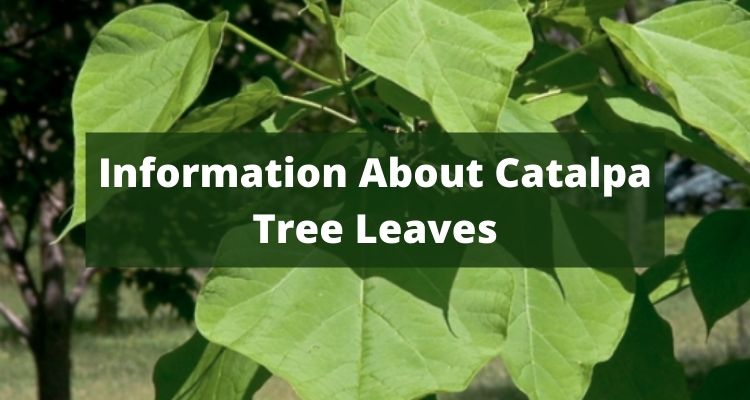 Information About Catalpa Tree Leaves