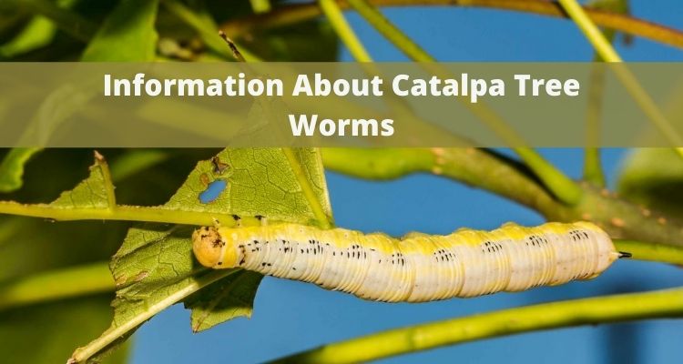 Information About Catalpa Tree Worms