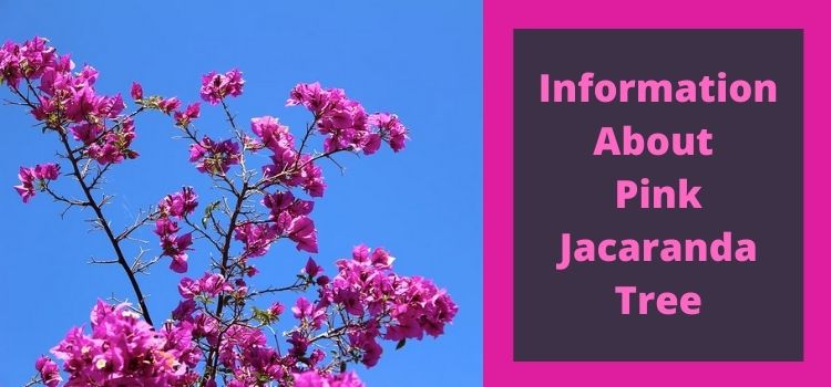 Information About Pink Jacaranda Tree