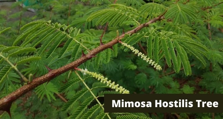 Mimosa Hostilis Tree