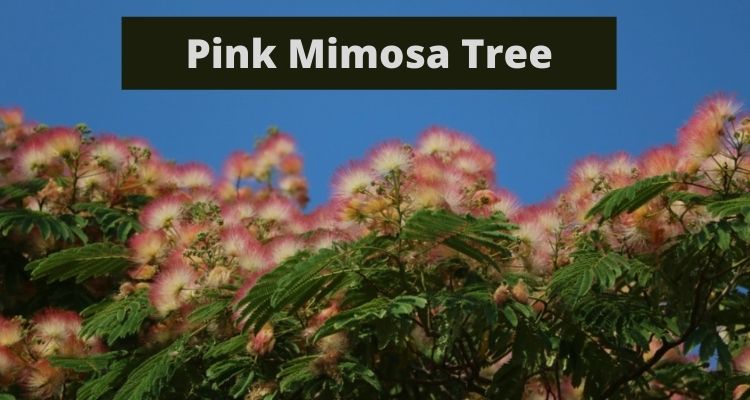 Pink Mimosa Tree