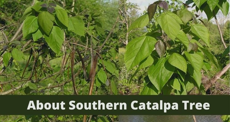 Southern Catalpa Tree