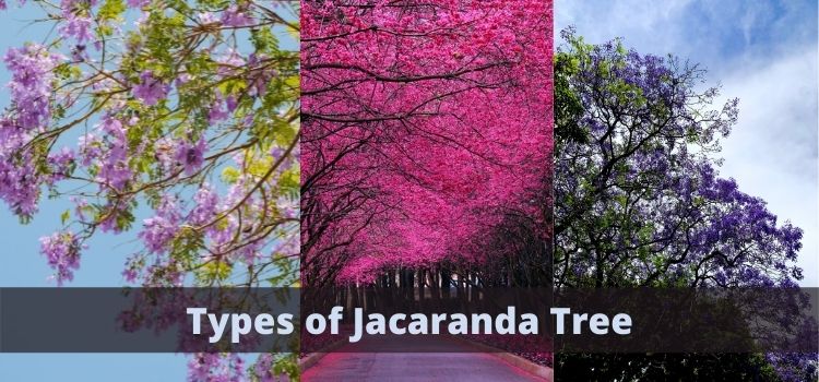 Types of Jacaranda Tree