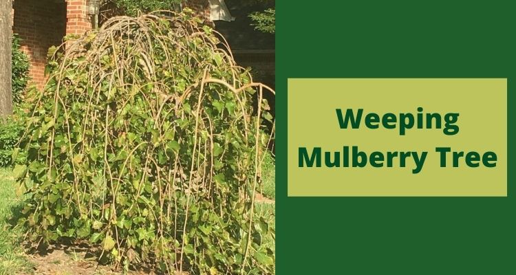 Complete Information About White, Red, Weeping, and Fruitless Mulberry ...