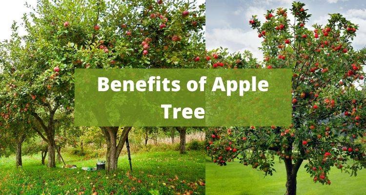 Benefits of Apple Tree
