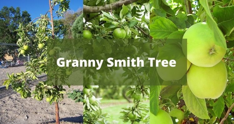 Granny Smith Tree