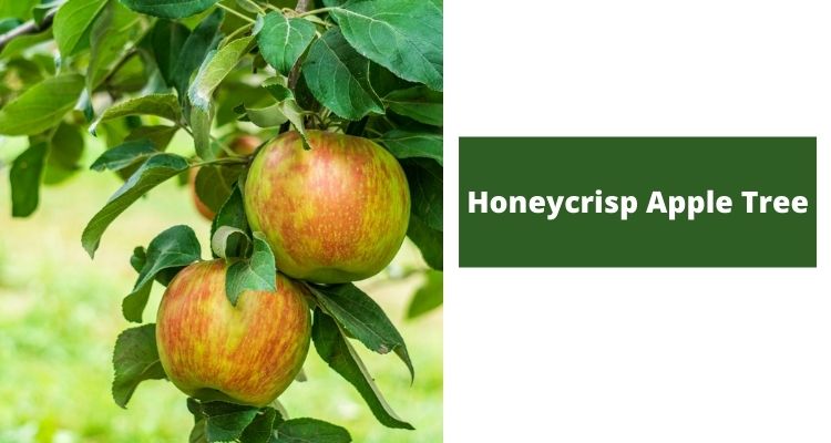 Honeycrisp Apple Tree