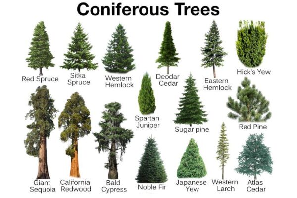 Deciduous & Coniferous Trees | Definition, Description, And Types