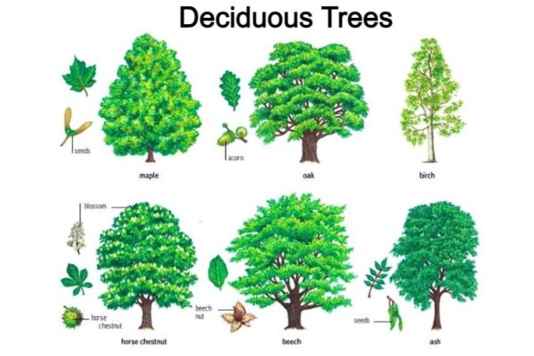 deciduous-coniferous-trees-definition-description-and-types