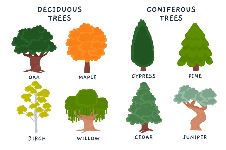 Deciduous & Coniferous Trees Definition, Description, and Types