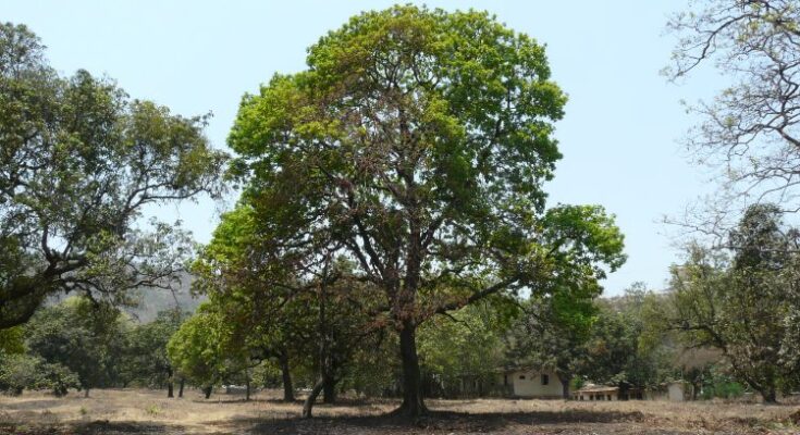 Mahua Tree