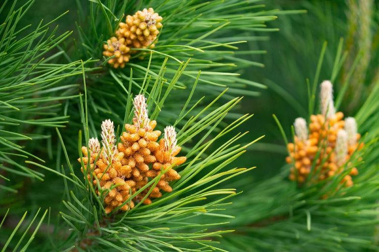 Pine Tree Flower