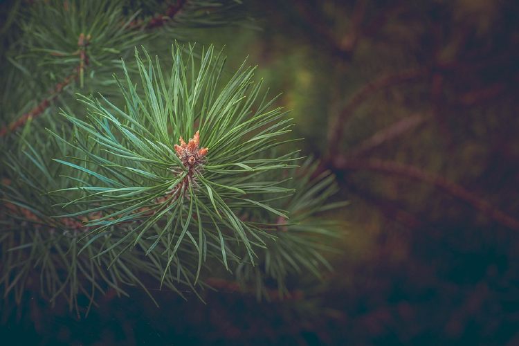 Pine Tree Leaves