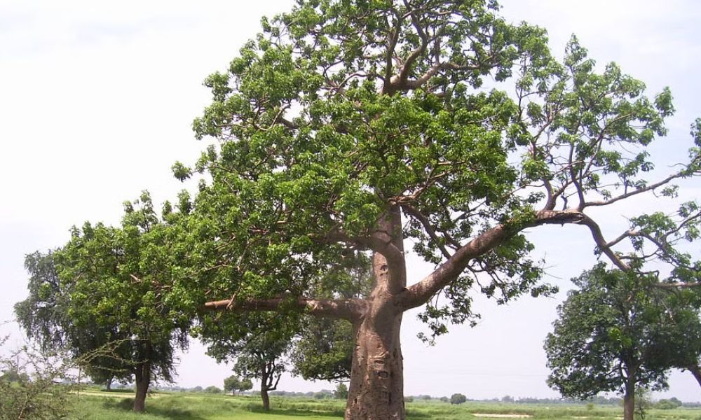 Significance of the Parijat Tree