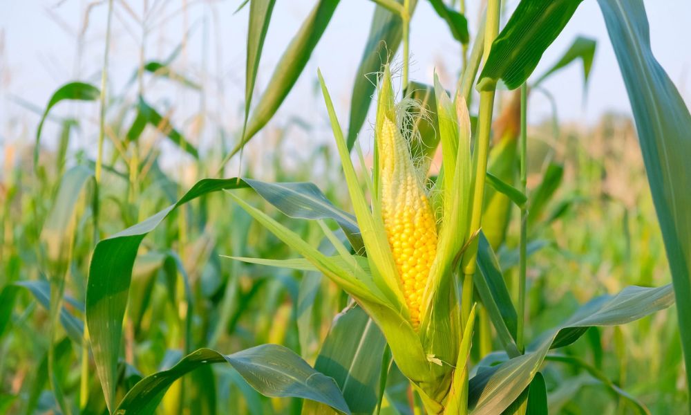 Corn Plant Care