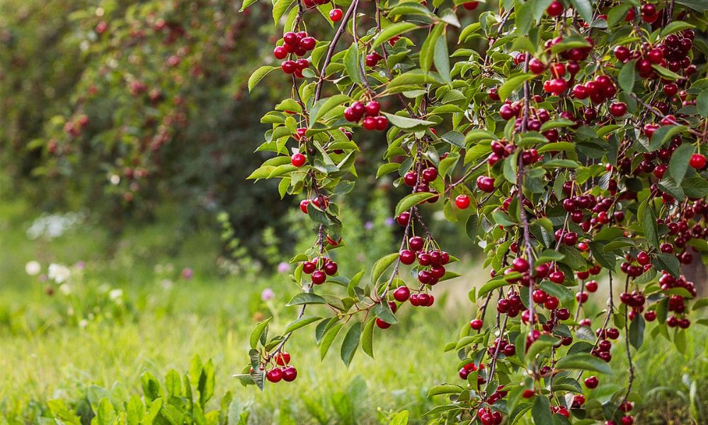 Cherry Tree Facts Benefits Cultural Significance Varieties How 