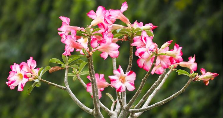 Desert Rose Plant Benefits