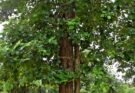 Sandalwood Tree | Characteristics, Uses, Facts, Lifespan, Types and More