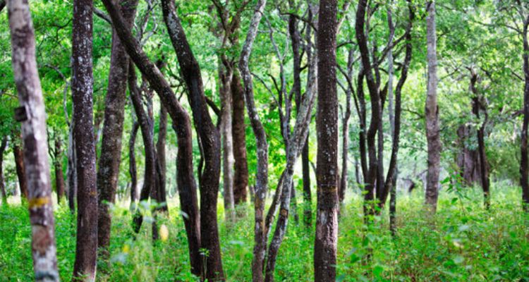 Sandalwood Tree Benefits
